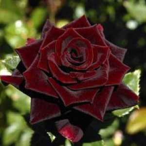 Rose čierny princ hybrid z čajovej ruže