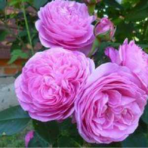 Rose luis odier (louise odier)