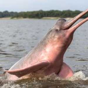 Ružový alebo riečny amazonský delfín