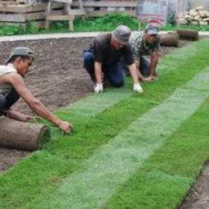Valcovaný trávnik: výhody, štýl, starostlivosť