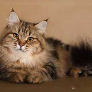 Ruská sibírska mačka: popis a charakteristika plemena