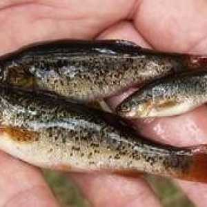 Fish minnow: biotopy a techniky rybolovu