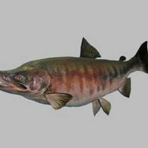 Keta ryby: biotopy, rozmnožovanie a užitočné vlastnosti