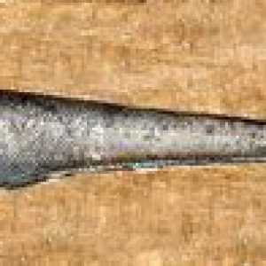 Fish Makurus - biotop, nutričná hodnota, výhody a poškodenie