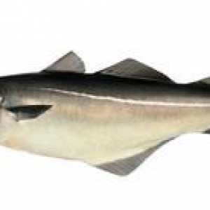 Bočné ryby: popis a recepty