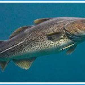 Ryby čeľade tresky: rysy, druhy, biotopy