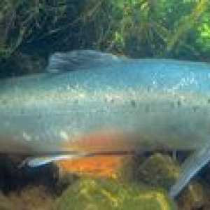 Rybie losos v Rusku: rieka alebo more?
