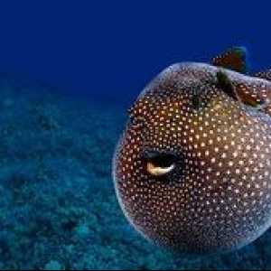 Rybia guľa, ktorá sa môže nafúknuť: biotop