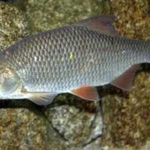 Ryby surové (olúpané): biotopy, dávky a škody