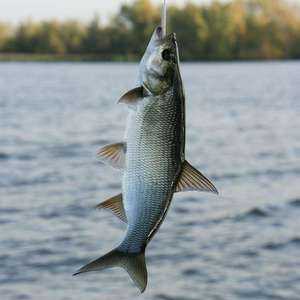 Asp ryby: popis druhu, doba neresenia a kaviár