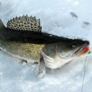 Rybolov langusty: ryby, ryby na lov v zime
