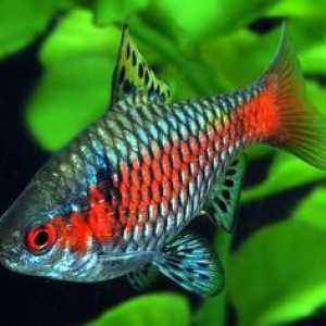 Ryby barbs: druh, starostlivosť, reprodukcia