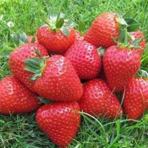 Strawberry jahoda eliana