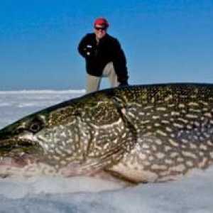Najväčšia šťuka na svete: mýty a fakty o obrovských rybách