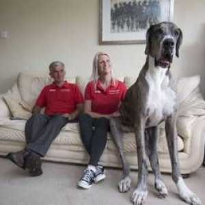 Najväčší pes na svete, strážny anjel pre človeka