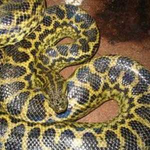Najdlhší had na svete, veľké hady
