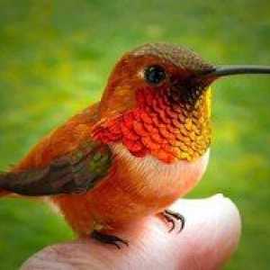 Najmenší vták na svete. Hummingbird bird description
