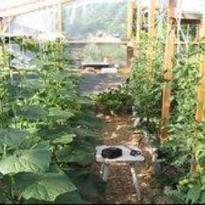 Pestovanie samoopierky v polykarbonátovom skleníku