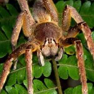 Najväčšie a najnebezpečnejšie pavúky na svete