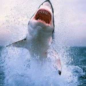 Najnebezpečnejšie žraloky na svete. 10 najnebezpečnejších žralokov