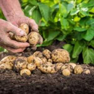 Tajomstvo racionálneho používania hnojív na pestovanie zemiakov