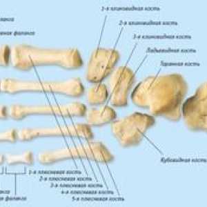 Schéma štruktúry kostí nohy osoby