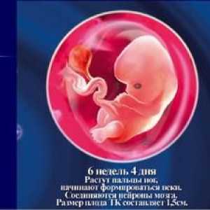 Šiesty týždeň tehotenstva: vývoj plodu a pocit tehotnej ženy