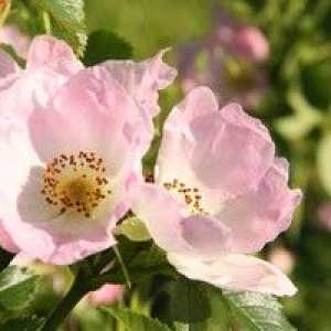 Rosehip May (rosa majalis)