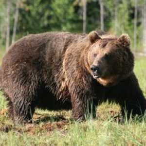 Sibírsky medveď hnedý - popis mocného zvieraťa