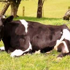 Symptómy a liečba ketózy u kráv