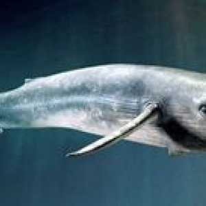Modrá veľryba je najväčšie zviera na svete