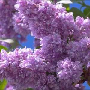 Lilac froté, jeho typy a charakteristiky