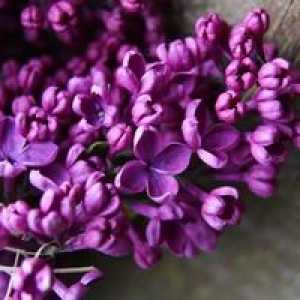 Common lilac: popis rastliny a jeho odrôd