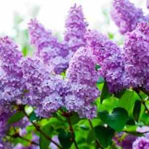 Lilac - pristátie a starostlivosť na otvorenom teréne