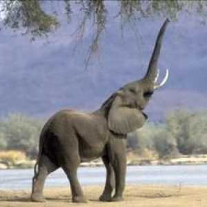 Koľko rokov žijú slony a čo ovplyvňuje trvanie
