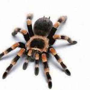 Koľko nohy má pavúk a prečo to nie je tak jasné