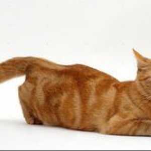 Ako dlho trvá mačka pre mačku a ako sa určuje?