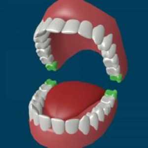 Koľko zubov u dospelých