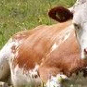 Ako dlho žije krava: trvanie života a to, čo ho ovplyvňuje