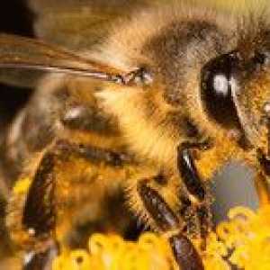 Ako dlho žije včelka? Čo ovplyvňuje priemernú dĺžku života?