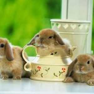 Koľko živých dekoratívnych králikov doma?