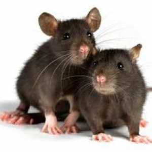 Koľko živých domácich potkanov a za akých podmienok?