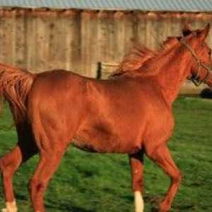 Rýchlosť vyvinutá koňom: priemerná a maximálna