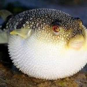 Smrteľná nebezpečná jedovatá pochúťka - ryba fugu