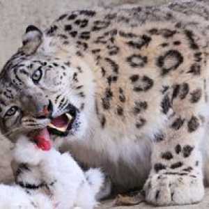 Snehový leopard alebo leopard: charakteristický pre zviera