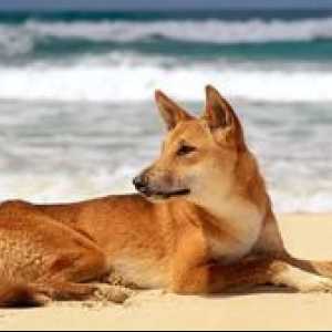 Dog dingo v prírodnom prostredí a doma
