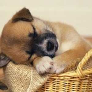 Interpretácia snov: malé šteňatko vo sne - o čom môžete snívať?