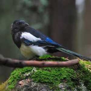 Soroca vulgaris: znaky správania vtákov