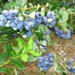 Blueberry Bilkrope: popis, výsadba a starostlivosť
