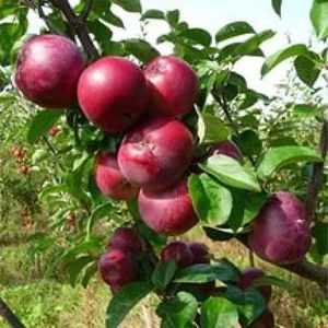 Niekoľko druhov jabĺk, ako ich pestovať na vašich stránkach